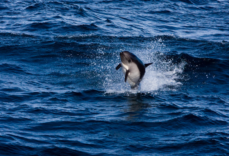 Peales Dolphin Breaching